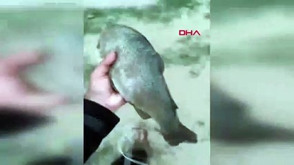 Adana'da şaşırtan manzara! Tarlalarda balık tuttular