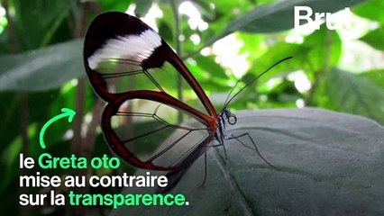 Ce papillon est transparent pour se protéger