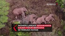 Momen Langka! Sekawanan Gajah Tidur Bersama di Tengah Hutan