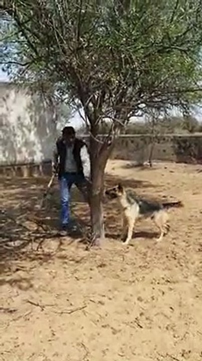 Dog Refused Man To Cut Down Tree