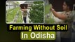 Farming Without Soil | Odisha Youth Shows Way In Hydroponic Farming