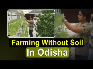 Farming Without Soil | Odisha Youth Shows Way In Hydroponic Farming