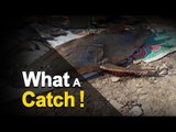 Giant Fish Caught from Mahanadi River in Odisha’s Boudh | OTV News