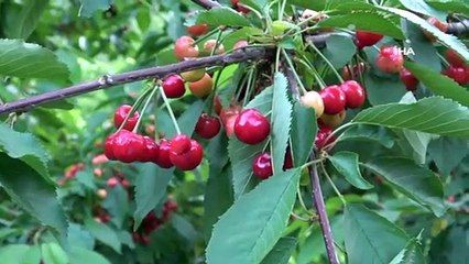 Adına festivaller düzenlenen Saimbeyli kirazında hasat başladı