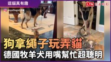 狗用繩子逗貓！德國牧羊犬用嘴幫忙超聰明