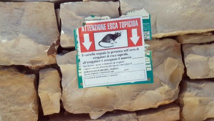 Segnalata la presenza di esca topicida sulla costa di Bisceglie, il VIDEO