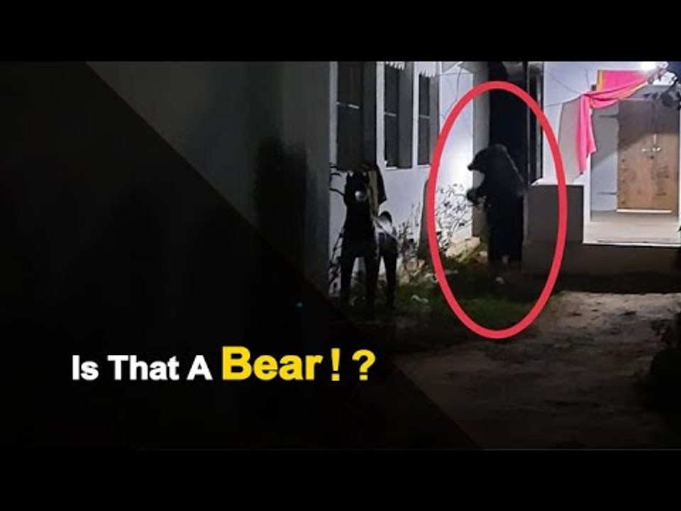 Villagers Panic As Bear Enters Village In Odisha | OTV News