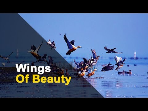 Chilika – Favourite Wintering Ground For Millions Of Migratory Birds | OTV News