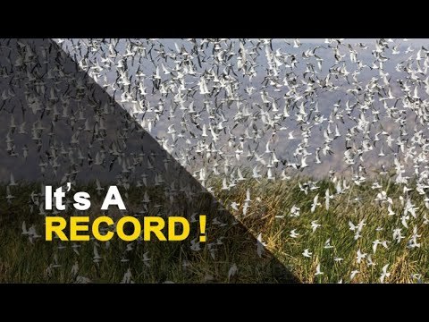 Over 12 Lakh Migratory Birds Spotted In Chilika During Census | OTV News