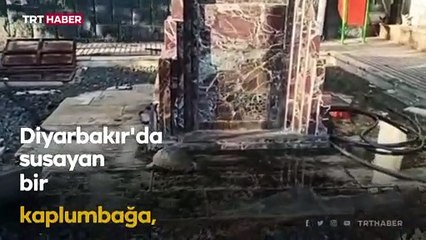 Diyarbakır'da susayan kaplumbağa TRT Radyo Verici istasyonu’na sığındı