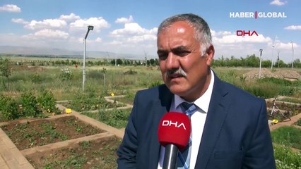 Çekirgeler Muş Ovası'na doğru ilerliyor, vatandaş korkuyor!