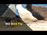 No Bird Flu Outbreak in Odisha, Confirms Chief Secretary | OTV News