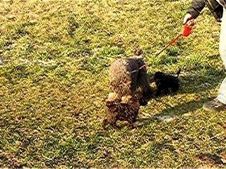 ballade des chiots 4