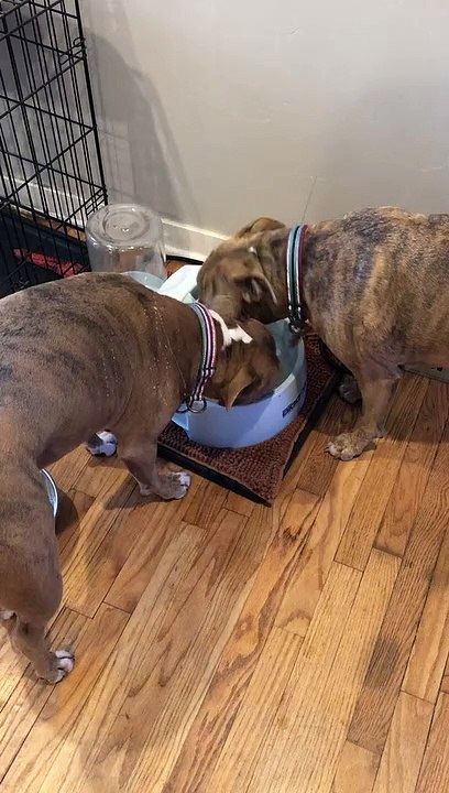 Drinking Doggies Take Turns at the Water Bowl