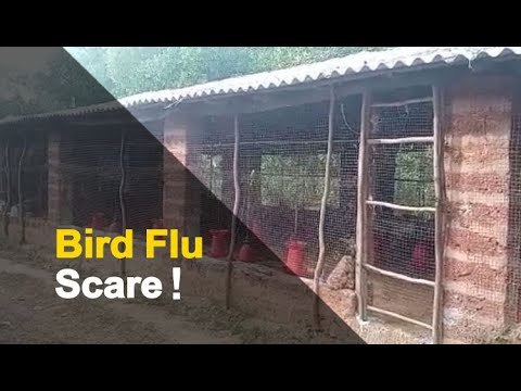 Mass Poultry Deaths At Khordha Farm Triggers Bird-Flu Suspicions | OTV News