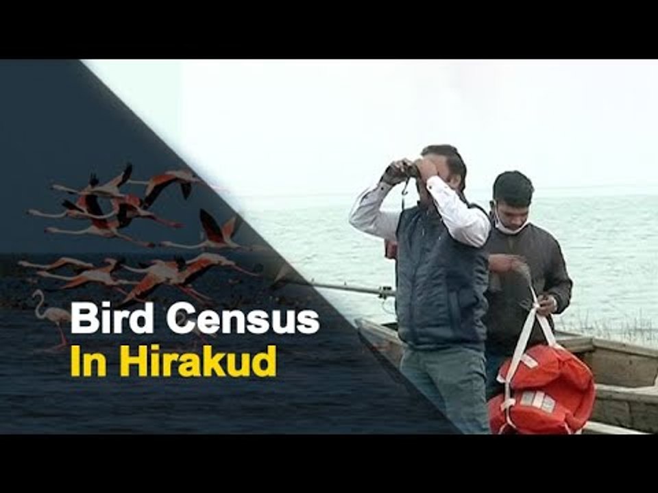 Census Of Migratory Birds Begins In Hirakud Of...