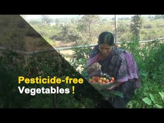 Man From Nuapada Creates Kitchen Garden On Terrace | OTV News