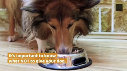 Foods Your Dog Should Never Ever Eat