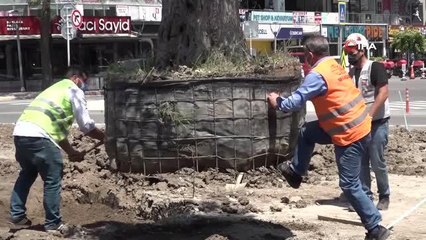 Esenyurt Belediyesi ilçeye yüz yıllık zeytin ağaçları dikti