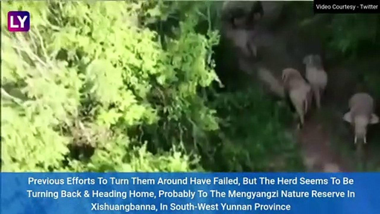 Elephant Herd In China Has Walked 500km And Their Journey Is Trending Across The Globe