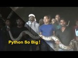 Snake Inside JCB | Two Huge Pythons Rescued Form The Engine Bay Of Earthmoving Machine | OTV News