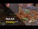 Red-Ant Chutney Is A Delicious Condiment For These Tribals In Odisha | OTV News