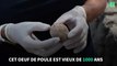 Un oeuf de poule vieux de 1000 ans retrouvé intact lors de fouilles en Israël