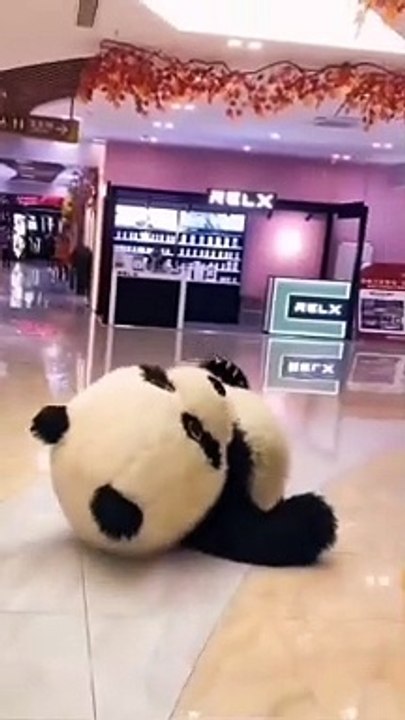 Cute pandaaaaaaaaaaaaaaaaaa