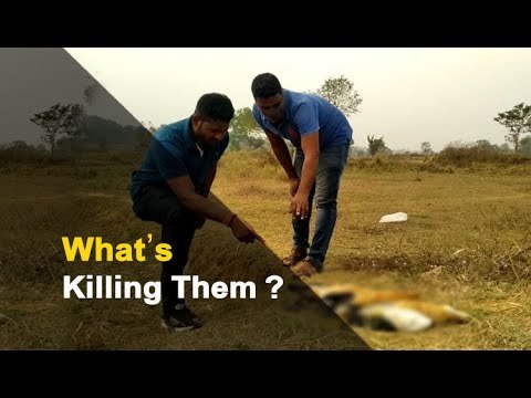 Death Of Migratory Birds Triggers Scare In Odisha Village | OTV News