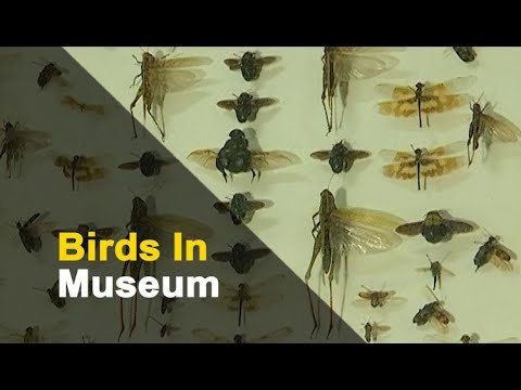 Odisha Mulling To Preserve Specimens Of Migratory Birds | OTV News