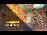 Leopard Caught In Trap Escapes, Triggers Panic Among Locals In Odisha | OTV News
