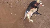 Son dakika haberi! Açıkta bulunan ölü yunus balığı sahile çıkartıldı
