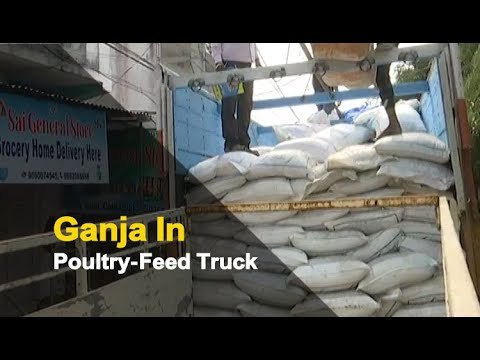 Another Big Haul Of Ganja Seized In Odisha | OTV News