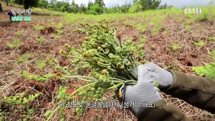 한국기행 - Korea travel_힐링할 지도 4부- 초록길 따라 오세요_#002