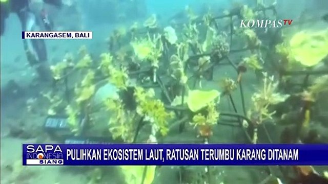 Potret Kegiatan Penanaman Ratusan Terumbu Karang di Perairan Tulamben, Bali