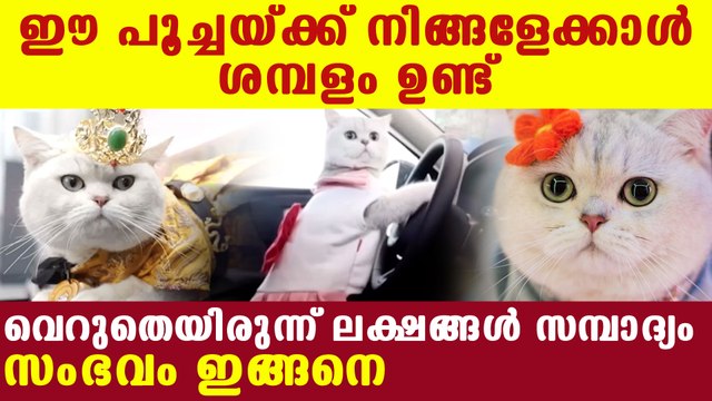 Mao, the cat who earns more than super models