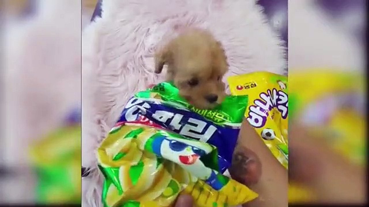 Baby Dogs - Cute and Funny Dog Videos Compilation @3 _ Aww Animals