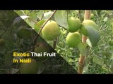 Odisha Farmer Grows Thai Jujube; Turns It Into Profitable Venture | OTV News