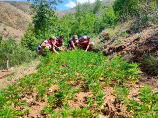 Son dakika haberi! Elazığ'da uyuşturucu tarlasına operasyon, 6 bin kök kenevir ele geçirildi