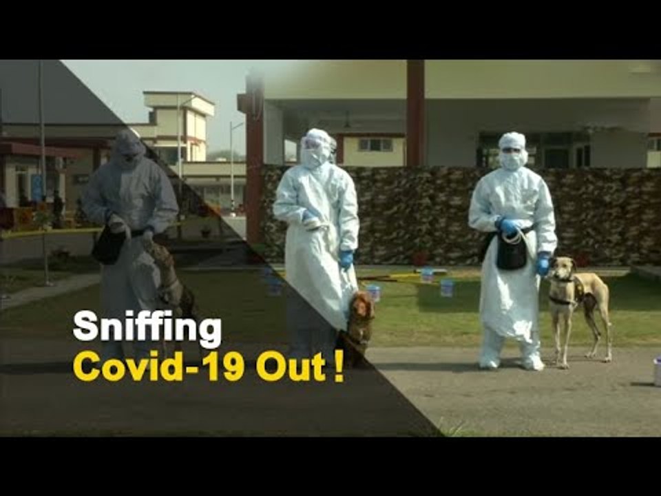 Indian Army Dogs Detect COVID-19 With A Sniff | OTV News