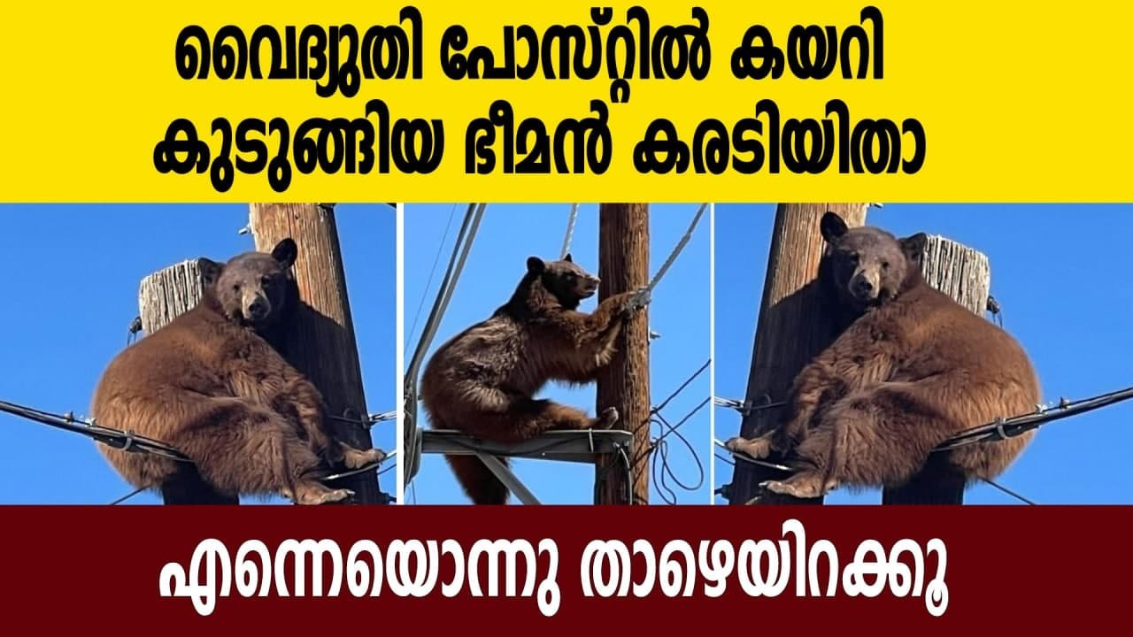 Bear found trapped on Arizona utility pole