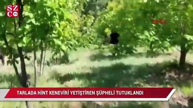 Tarlada Hint keneviri yetiştiren şüpheli tutuklandı