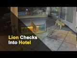 WATCH: Asiatic Lion Strays Into Hotel In Gujarat's Junagadh | OTV News