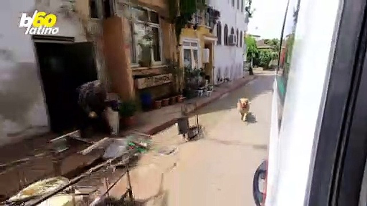 Video de Un Perro Corriendo Tras Una Ambulancia Con Su Dueña Dentro Te Conmoverá