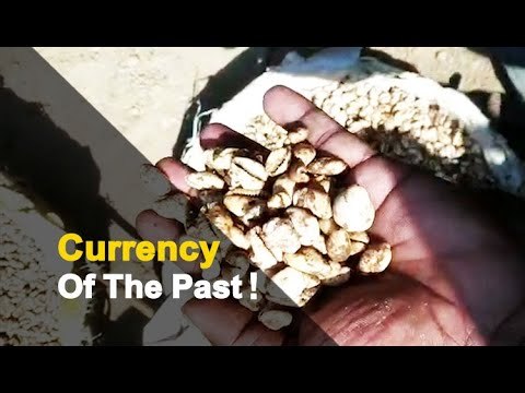 Huge Stockpile Of Koudi Shells Unearthed In Nayagarh | OTV News