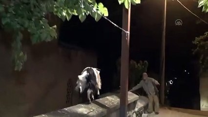 SAKARYA - Çatıdaki keçi operasyonu renkli görüntülere sahne oldu