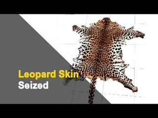 Tải video: Odisha Crime Branch STF Seizes Leopard Skin, 2 Arrested | OTV News