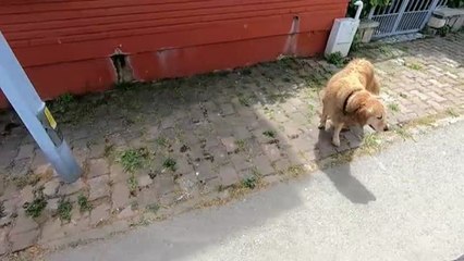 Un perro persigue la ambulancia que traslada a su dueña hasta un hospital de Estambúl