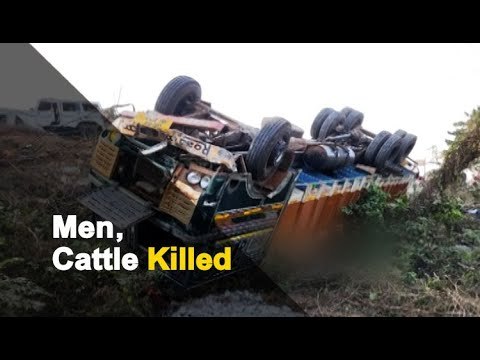3 Men, 40 Cows Killed As Cattle-Laden Truck Overturns In Odisha | OTV News