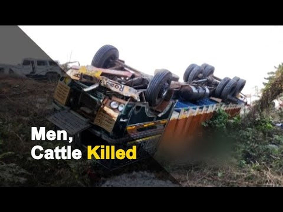 3 Men, 40 Cows Killed As Cattle-Laden Truck Overturns In Odisha | OTV ...